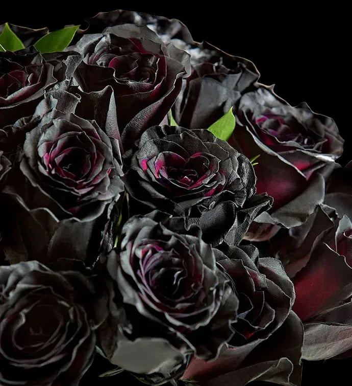 Midnight Roses